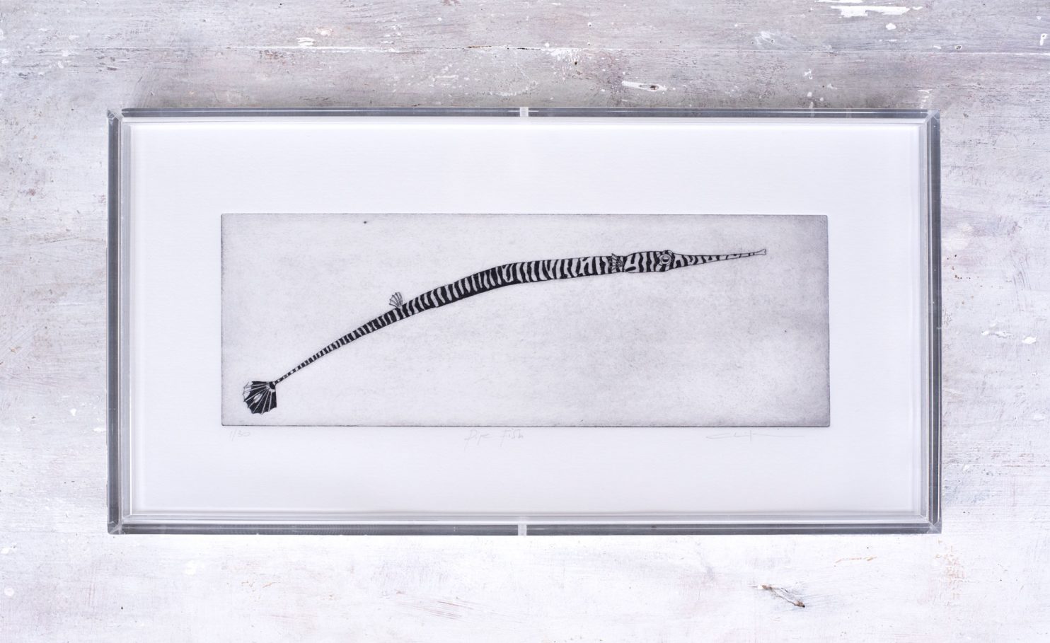 Zanin Alice, Pipe Fish, 2022, acquaforte su carta Fabriano 225 g, plexiglass, 17,6x34,6x3,5 cm, Ed. 30 _Es 1 30